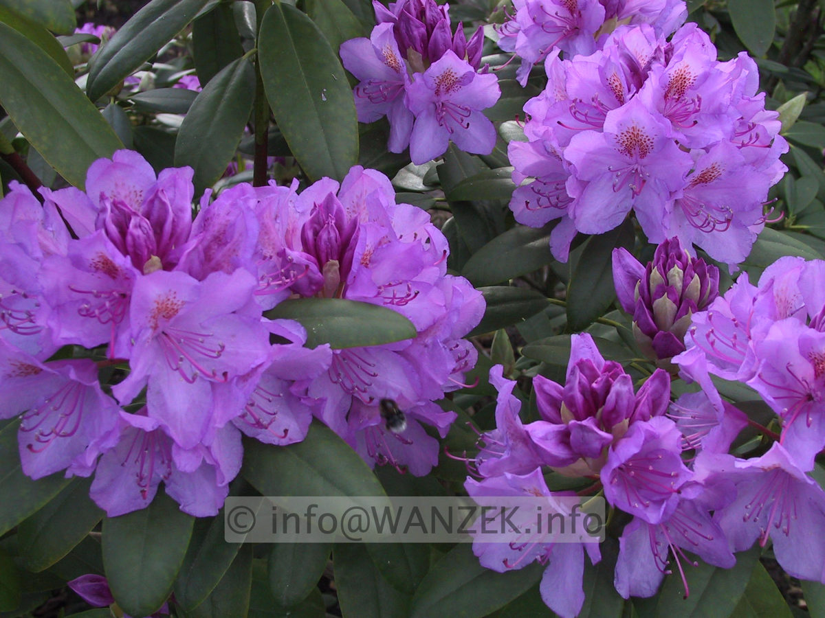 Rhododendron Grandiflorum 03.JPG